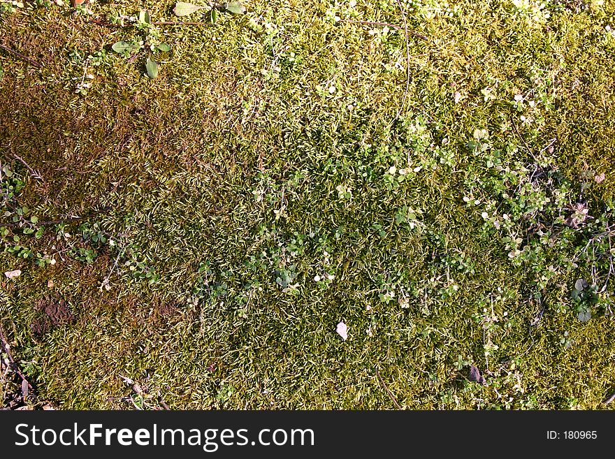 Looking down at some very mossy ground cover in my yard