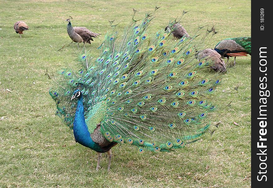 Beautiful peacock showing its colorful feather. Beautiful peacock showing its colorful feather.