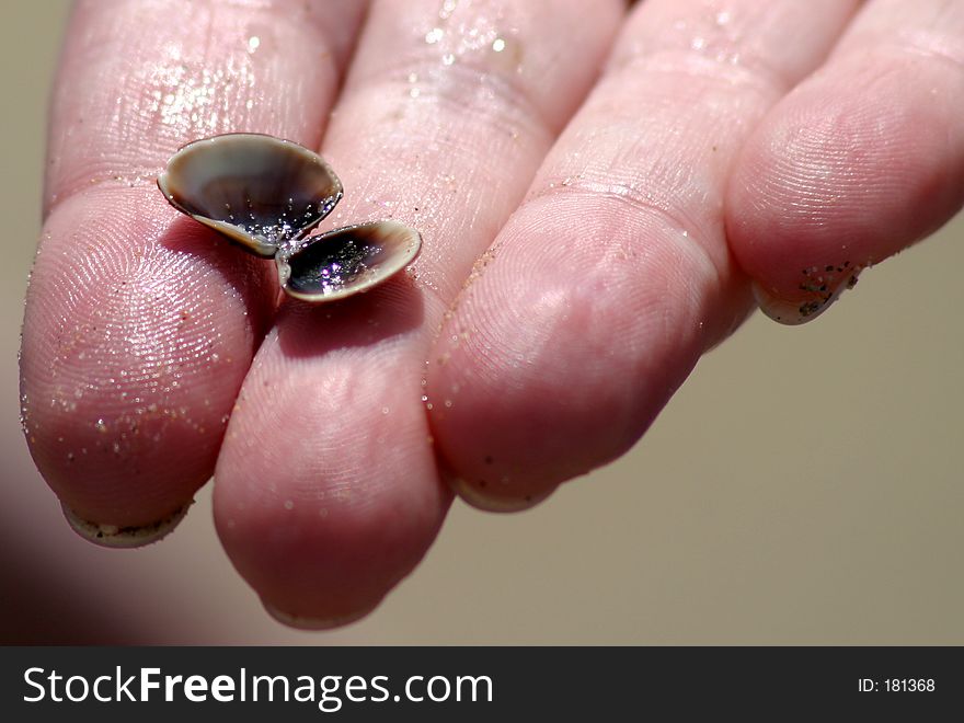 A very tiny sea shell.