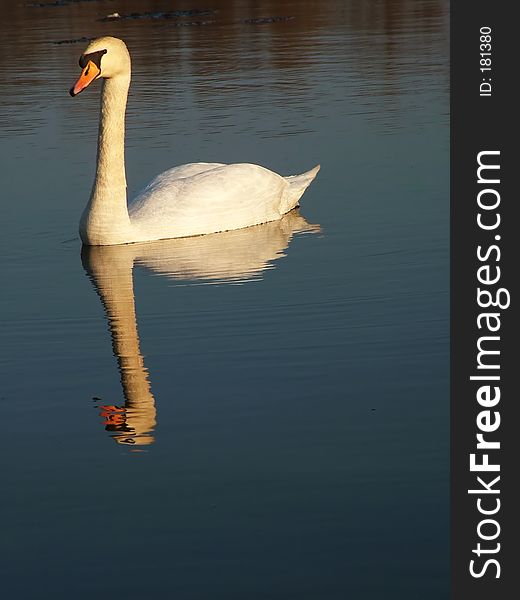 Swan on sun. Swan on sun