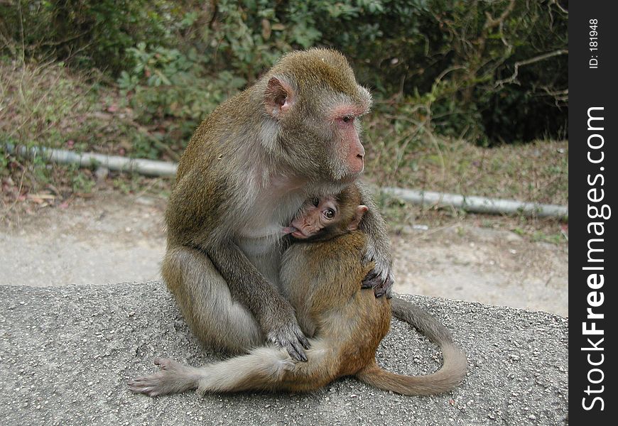 Feeding baby monkey.