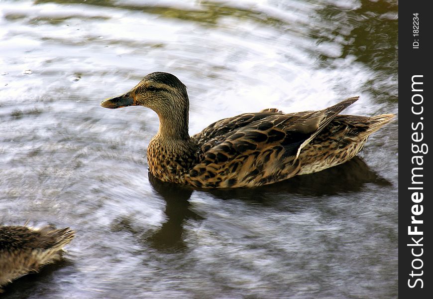 A duck swims across the pond's surface. A duck swims across the pond's surface.