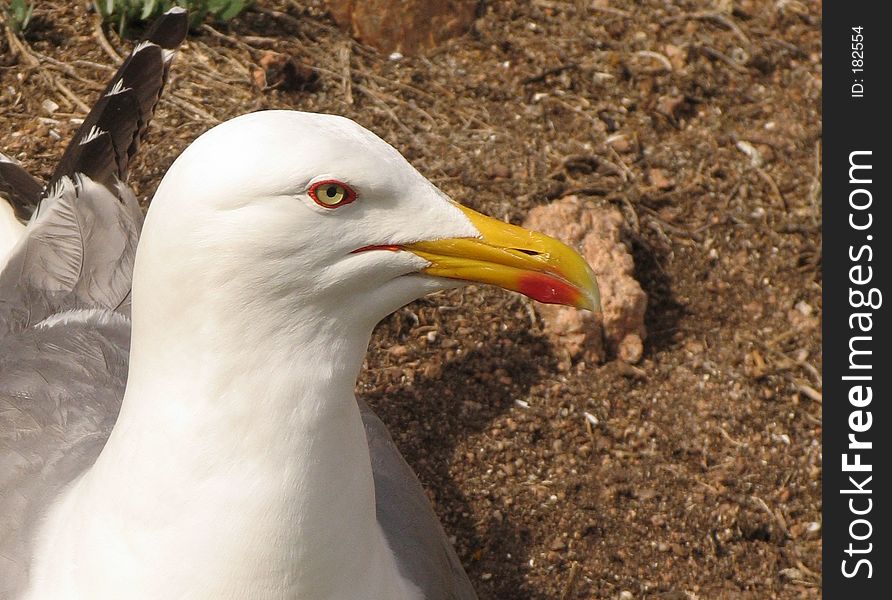 Seagul's detail of the head. Seagul's detail of the head