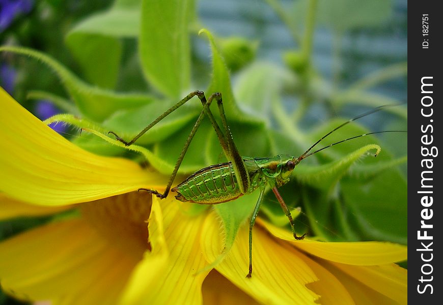 Katydid eating sunflower. Katydid eating sunflower.