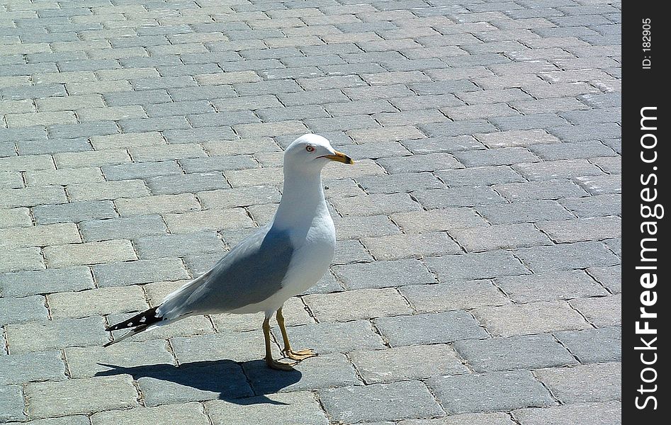 A seagull on a concrete sidewalk. A seagull on a concrete sidewalk
