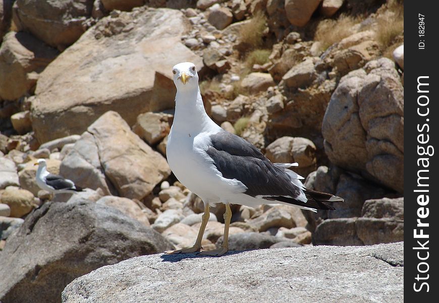 Gull in the stone. Gull in the stone