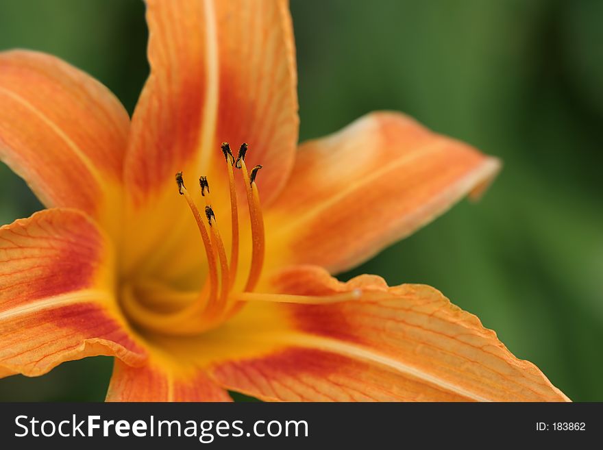 Macro of an orange daylily with blurred natural green background. shallow depth of field with focus on the anthers.