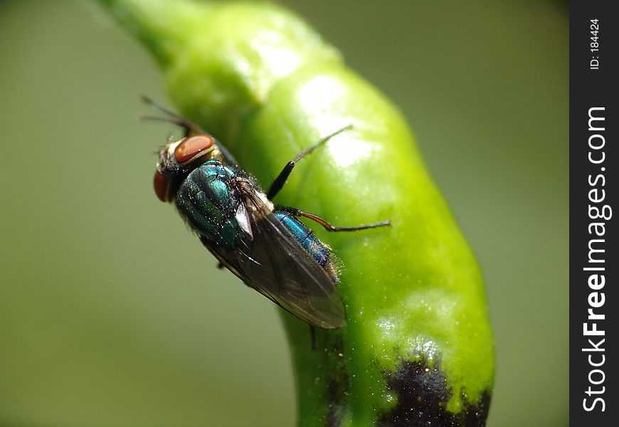Fly in a mexican chile