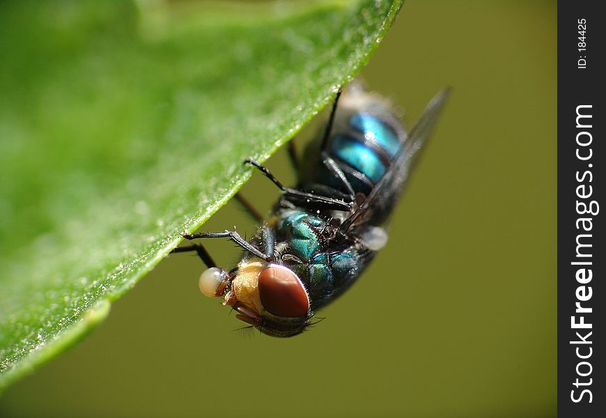 A fly whit eggs in it's mouth