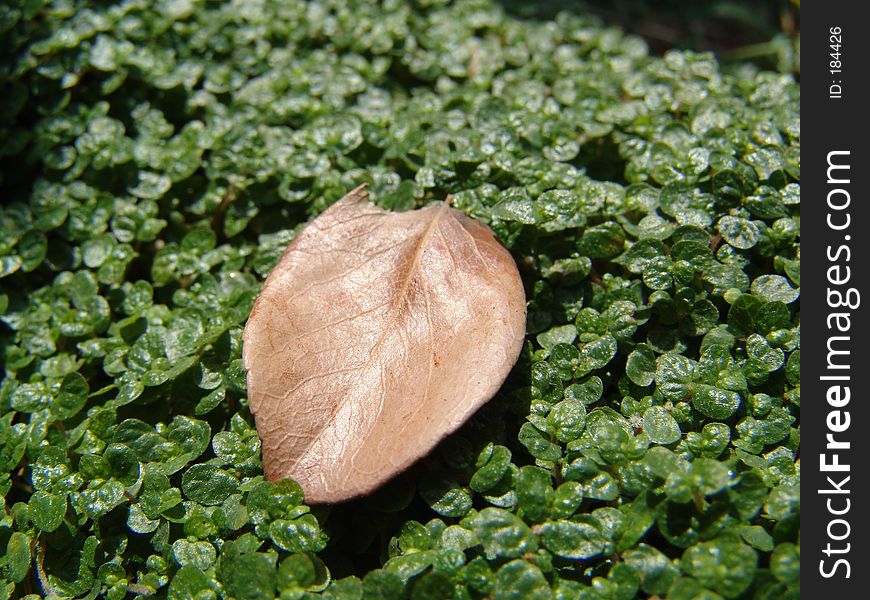 Big leaf on the smalls leaves
