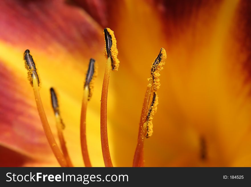 Extreme close up of a lily with shallow depth of field and focus on an anther. Extreme close up of a lily with shallow depth of field and focus on an anther.