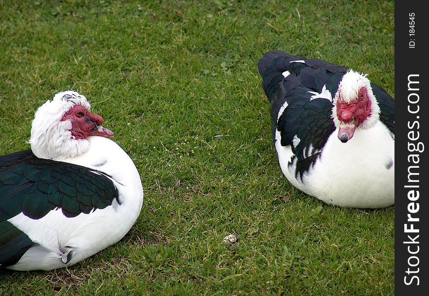 Two geese relaxing in the grass during early spring