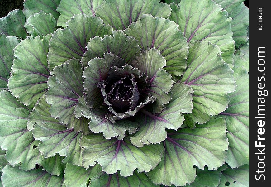 Decorative cabbage (close-up)