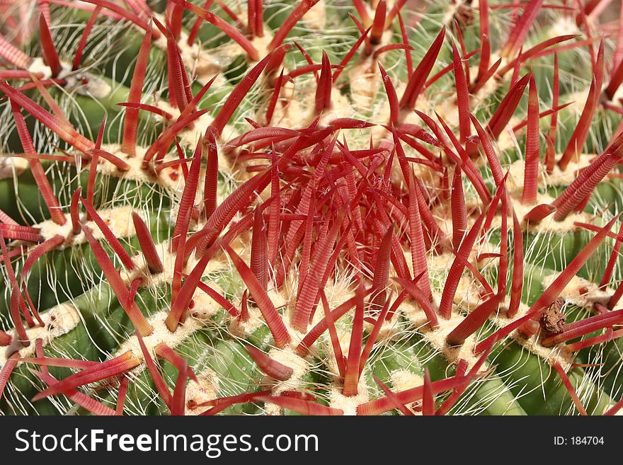 Detailed photo of cactus with red spikes. Detailed photo of cactus with red spikes.