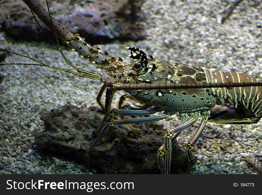 Detail from left above of a crayfish. Detail from left above of a crayfish