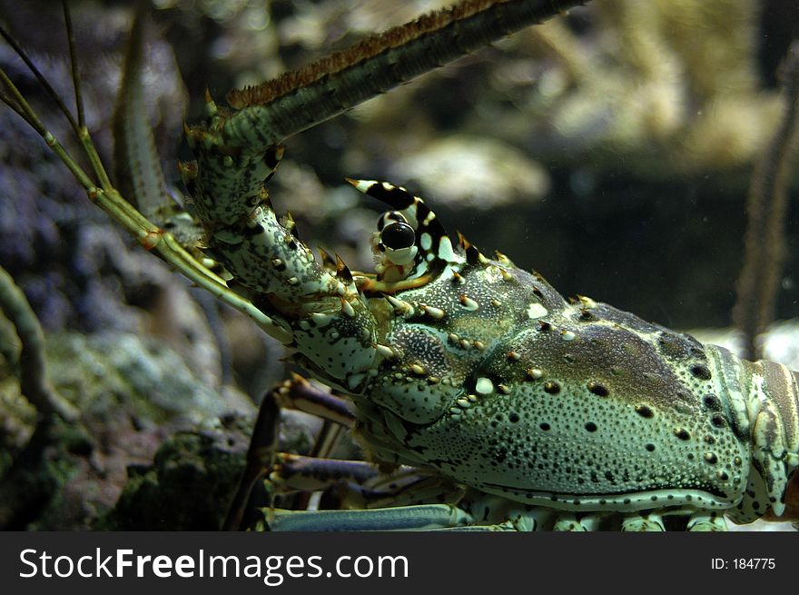 Detail of a crayfish. Detail of a crayfish