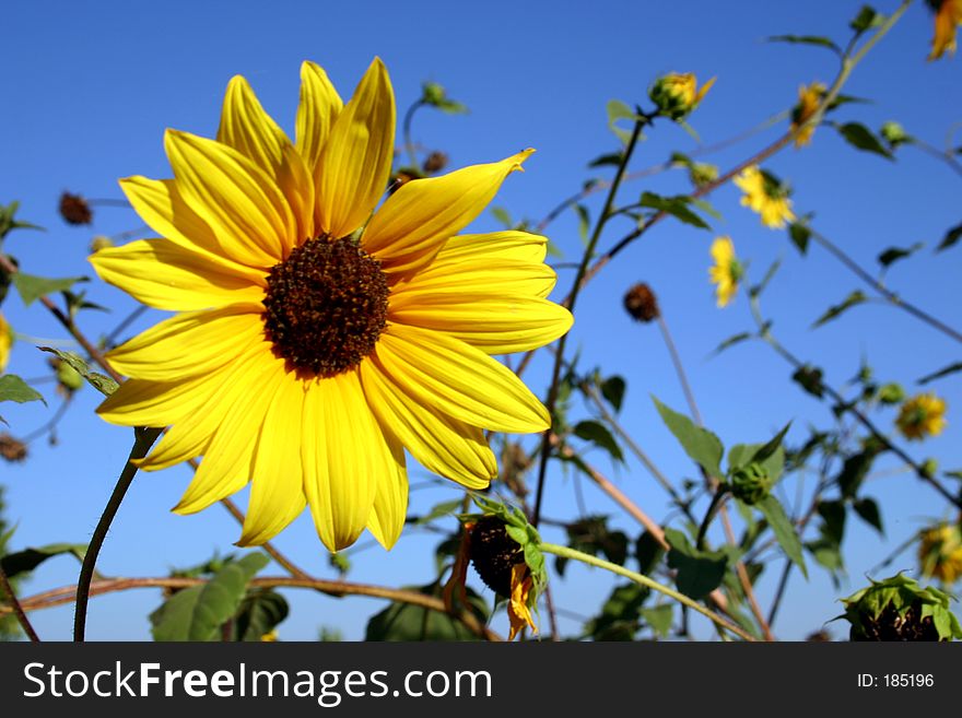Wild sunflower with sky in background