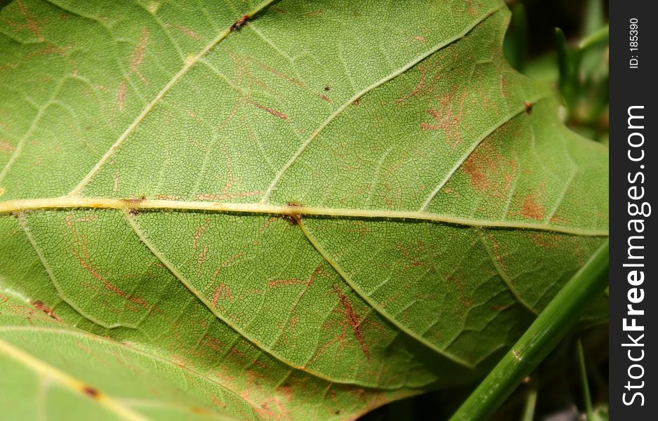 Close up of Leaf very detailed. Close up of Leaf very detailed