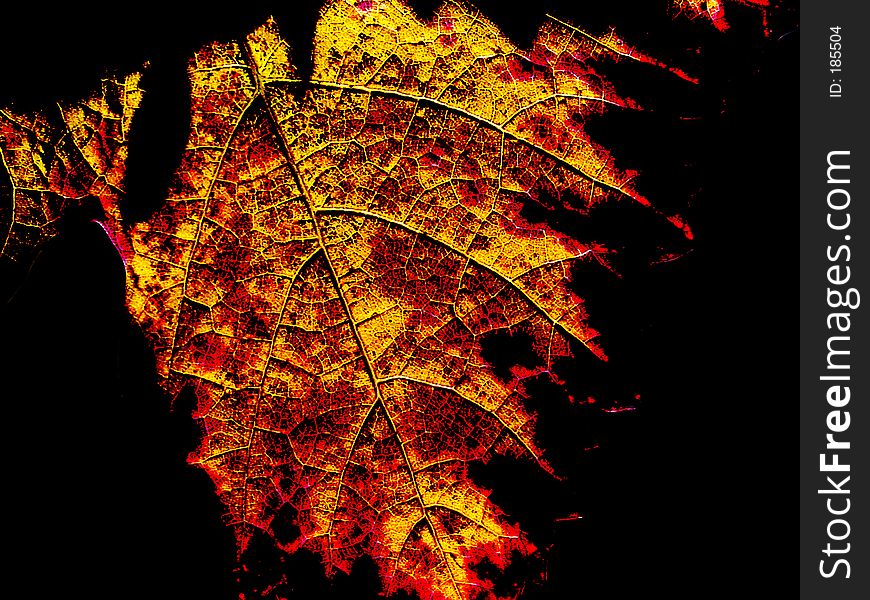 Dramatic abstract lines of a leaf. Dramatic abstract lines of a leaf