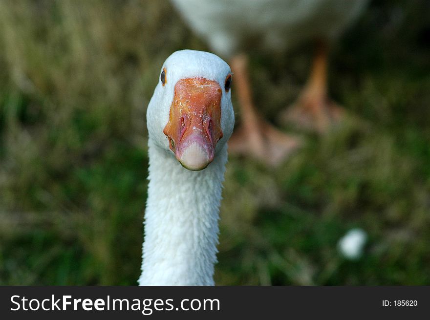 Neck and head of white goose. Neck and head of white goose