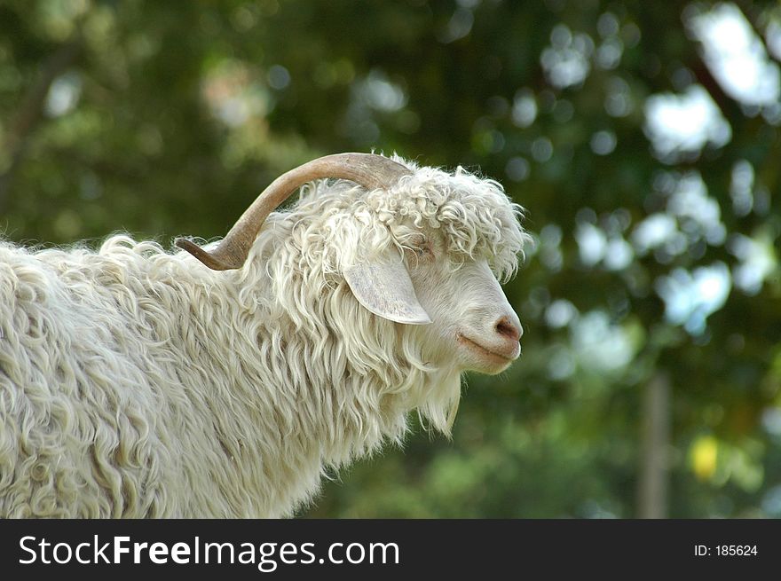 Mountain sheep