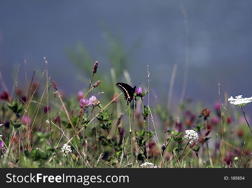 Clover and Butterfly