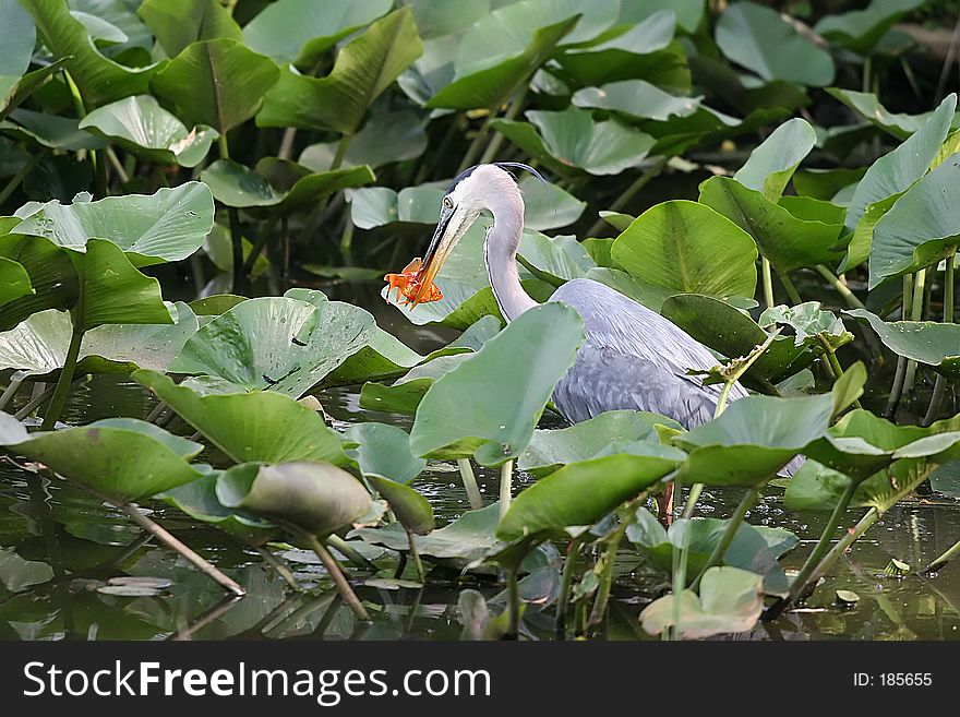 Blue Heron with his lunch. Blue Heron with his lunch