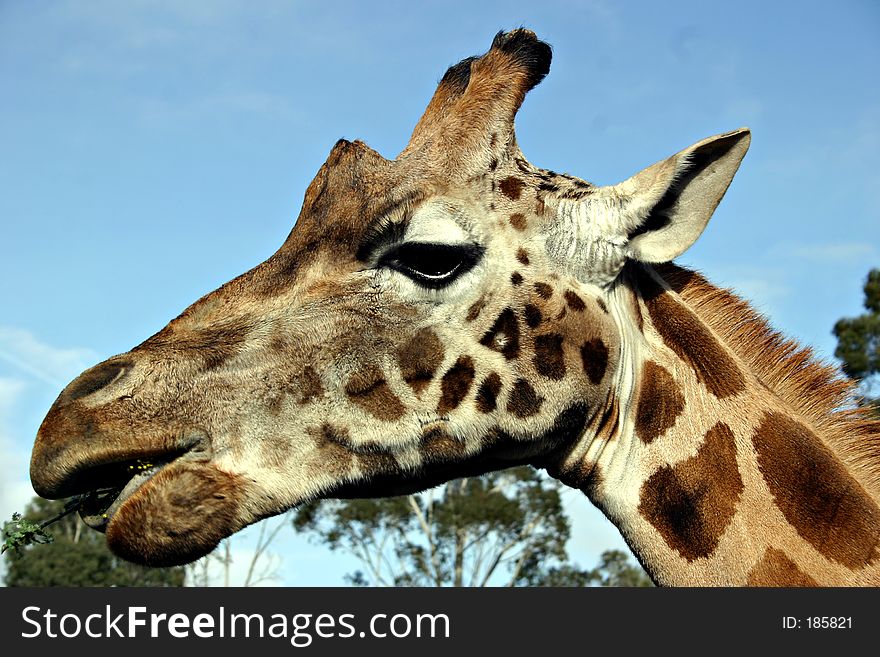 Giraffe eating