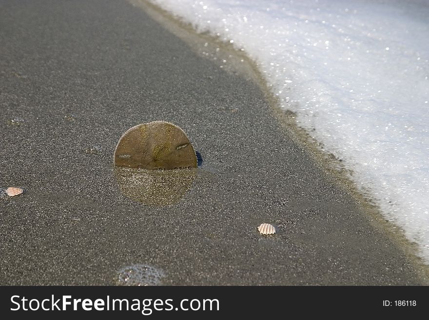 Sand Dollar In The Surf