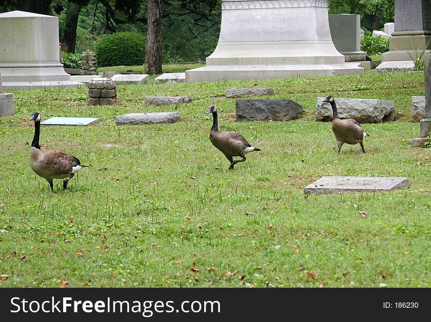 Graveyard Geese 2