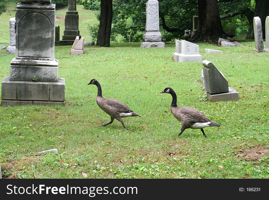 Graveyard Geese 1