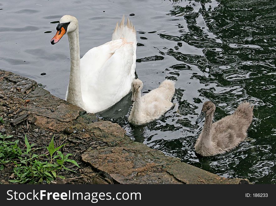 Mother Swan & Babies