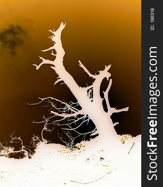 Trunk of dead tree with sunny glow and blue sky behind. Contrast.