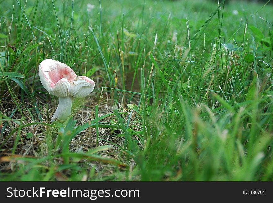 White and pink mushroom growing on the lawn. White and pink mushroom growing on the lawn