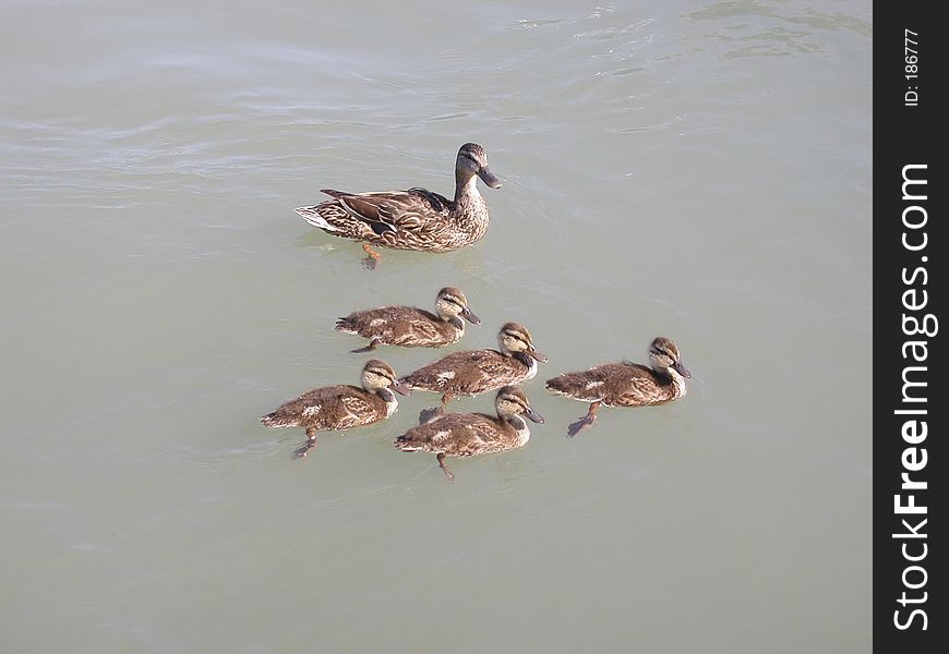Mother duck and her babies