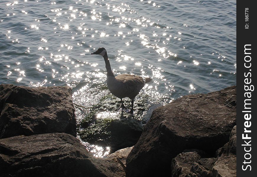 Goose standing on a rock, shadowed by the sun on the water. Goose standing on a rock, shadowed by the sun on the water