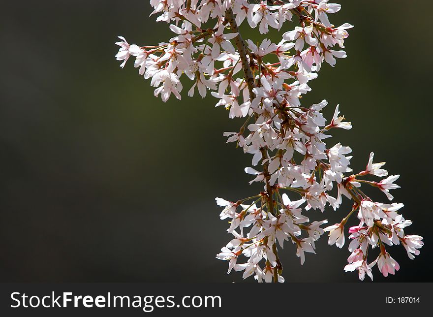 Blossom tree over dark background