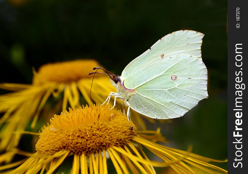 Garden, flower, butterfly