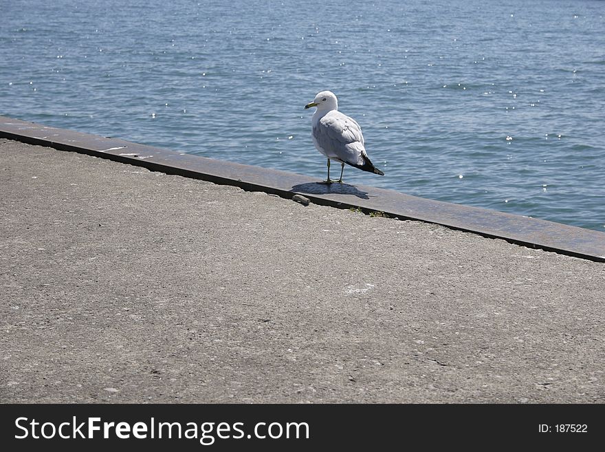 Seagull at harbour