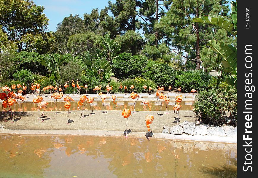 FLAMINGOES AROUND THE POND