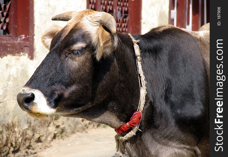 Head of a Yak, common animal in Nepal, very well adapted to altitude and used for work, transport and milk. Head of a Yak, common animal in Nepal, very well adapted to altitude and used for work, transport and milk