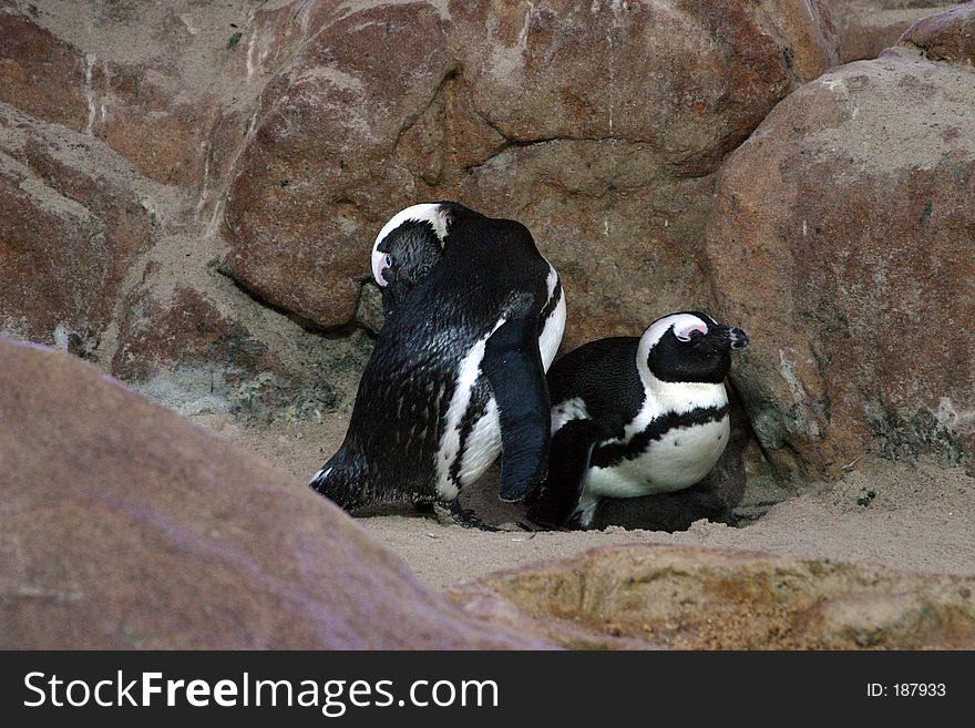 Penguins looking after young. Penguins looking after young