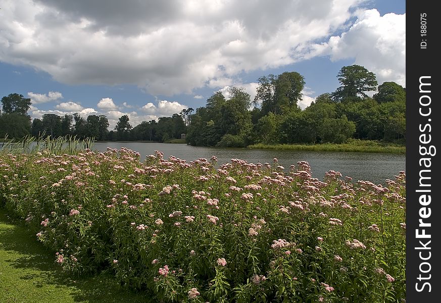 Flowers along a lakeside walk