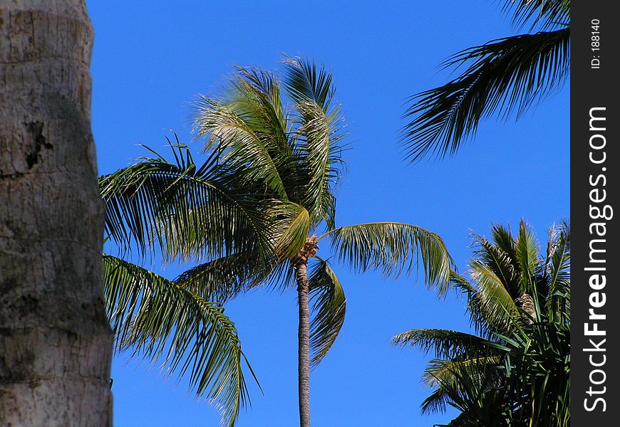 Zoomed in shot of a Palm tree in Waikiki on a cloudless sky.