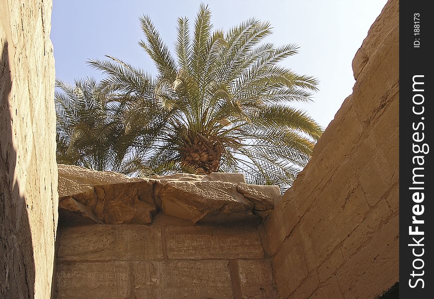 Palm tree over temple in Egypt, Africa