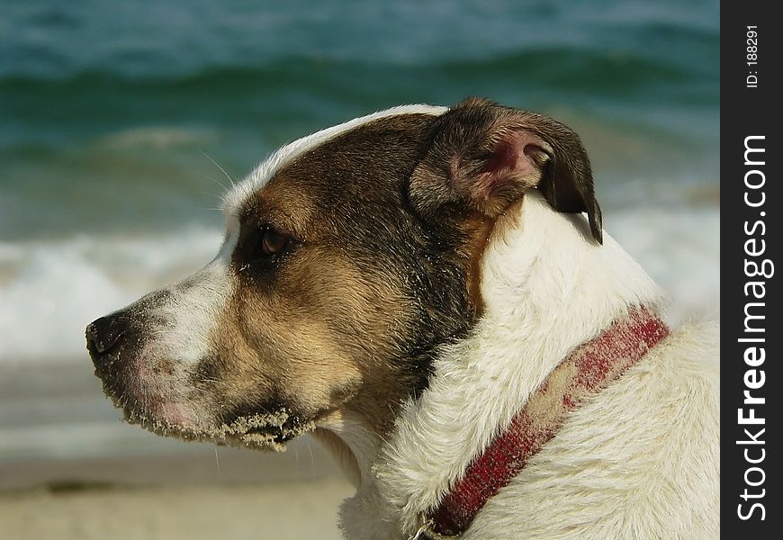 profile of a dog's face at the beach