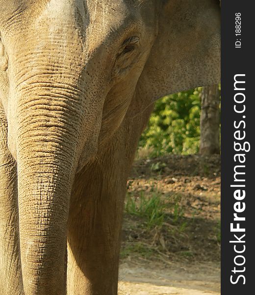 Close crop of asian elephant, focus on trunk