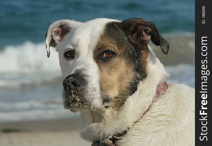Dog with sandy nose at the beach, looking upset. Dog with sandy nose at the beach, looking upset