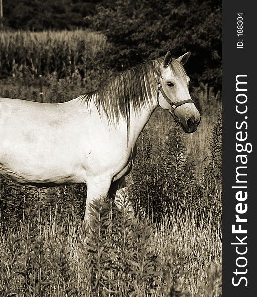 Beautiful gray horse grazing in a meadow, sepia toning. Beautiful gray horse grazing in a meadow, sepia toning