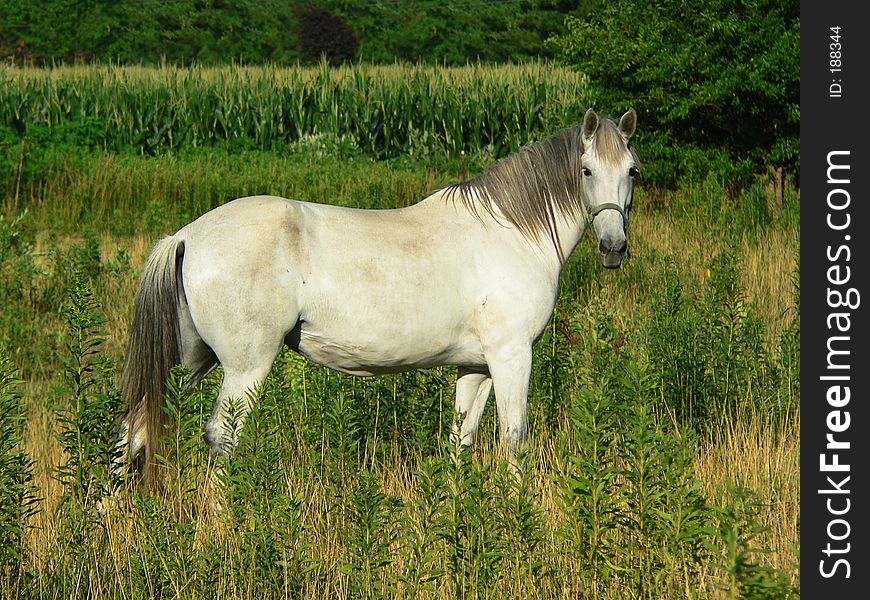 Beautiful Gray Horse, horizontal full profile